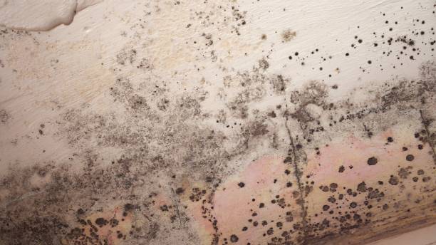 Mold Odor Removal Services in Kenbridge, VA